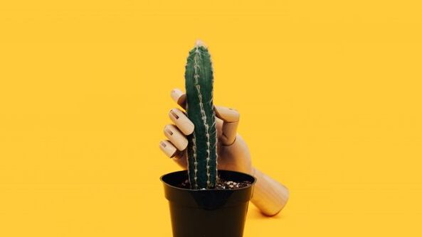 Penis thickness using cactus example